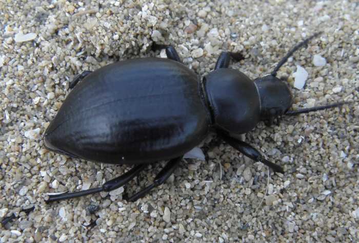 Tenebrionidae: Tentyria grossa grossa